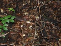 Behangener Faserling